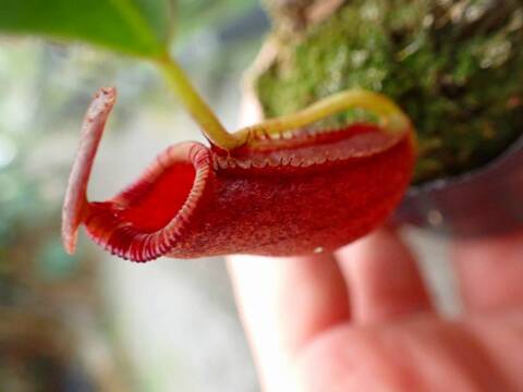 商品一覧 - Y's Exotics （山田食虫植物農園）