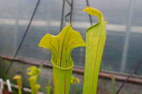 konyuji様　バラエンシス、パラディセア Godzilla S.P】New Godzilla aquatilis【ゴジラS.P】 - YouTube