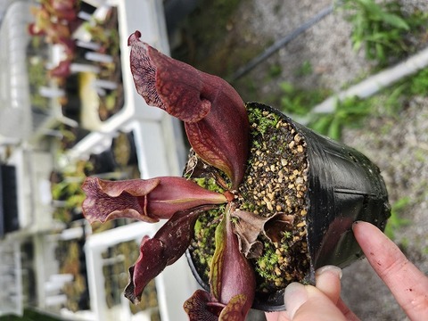 Y's Exotics （山田食虫植物農園）
