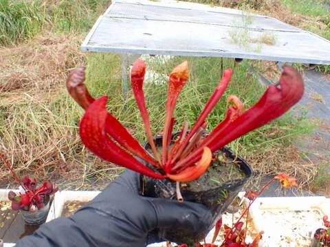 R534 S. `Scarlet Belle' No.3