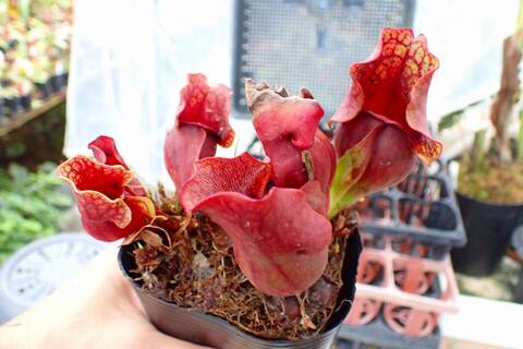 R635 1H S. purpurea ssp. venosa (伊勢花菖蒲園選別丸形株 No.16) MS