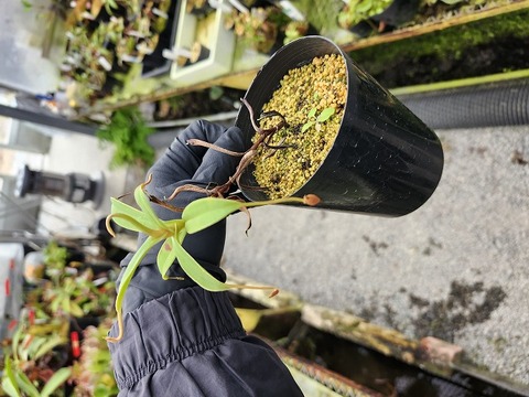 商品一覧 - Y's Exotics （山田食虫植物農園）