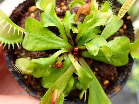 E597 5-1 Dionaea muscipula 鈴木系 original