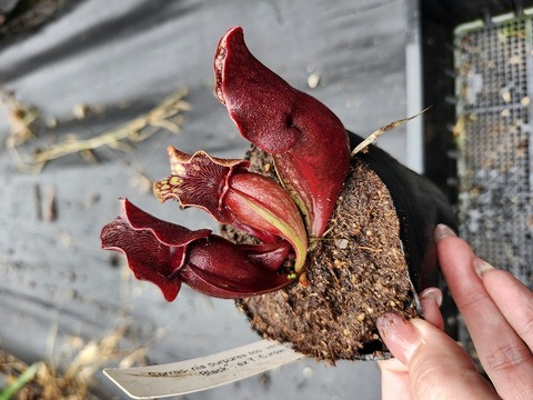 特別販売ページ！現品写真付！の商品一覧 | Y's Exotics （山田