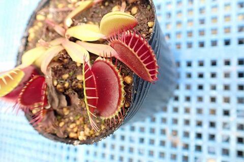 Dionaea muscipula（ディオネア/ハエトリソウ）の商品一覧