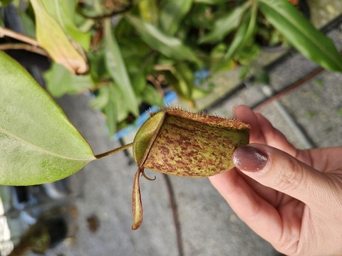 壺　実 Nepenthes（ネペンテス/ウツボカズラ）の商品一覧 | Y's Exotics