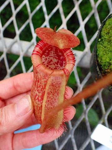 Nepenthes（ネペンテス/ウツボカズラ）の商品一覧 | Y's Exotics （山田食虫植物農園）