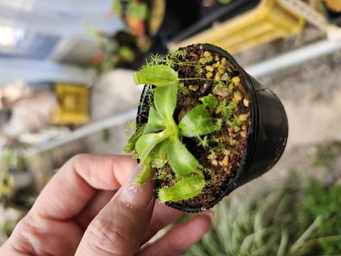 商品一覧 - Y's Exotics （山田食虫植物農園）
