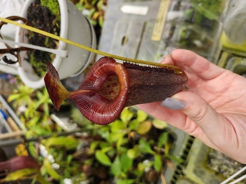 E104 1-2 N. jaquelineae x lowii konan 