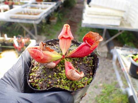 G610 4-1 S. purpurea ssp. venosa var. burkii Araflora