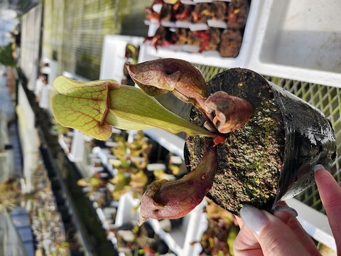 商品一覧 - Y's Exotics （山田食虫植物農園）