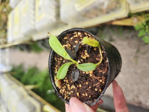 E128 1-2 N. lowii x villosa #NNN 