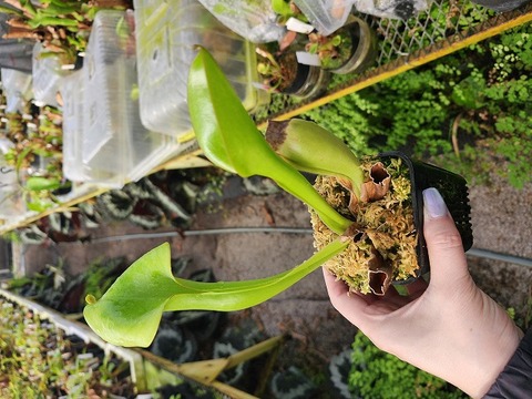 Y068 1-1 H. nutans Giant easy grower good beginners plant CK