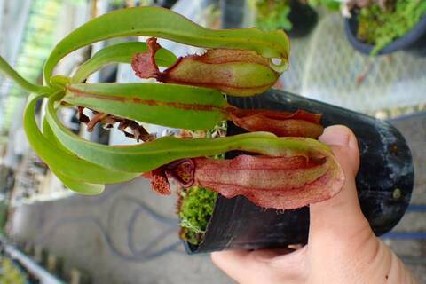 ゆうゆうネペンテス・ミランダ Nepenthes（ネペンテス/ウツボカズラ）の商品一覧 | Y's Exotics