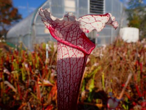 サラセニア kurichan 商品一覧 - Y's Exotics （山田食虫植物農園）