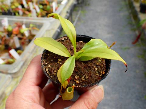 J106 5-2 N. bicalcarata Y's Lab