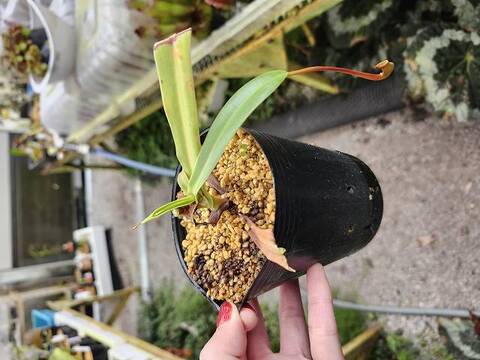 Nepenthes（ネペンテス/ウツボカズラ）の商品一覧 | Y's Exotics （山田食虫植物農園）