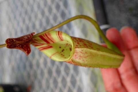 ネペンテス七種セット(宅急便発送) Nepenthes（ネペンテス