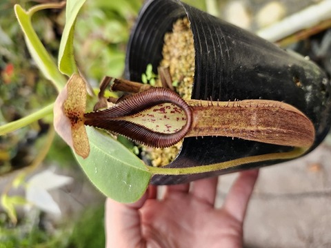 商品一覧 - Y's Exotics （山田食虫植物農園）