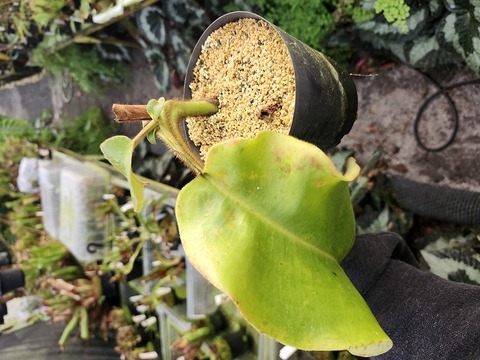 超特大 サカパネンシス 商品一覧 - Y's Exotics （山田食虫植物農園）