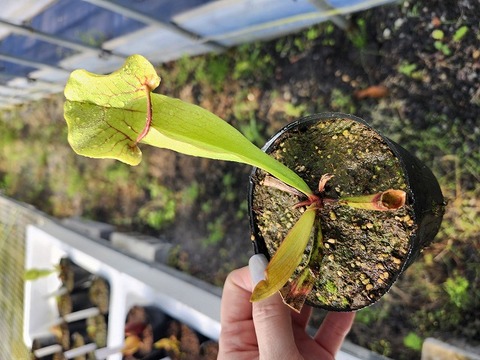 商品一覧 - Y's Exotics （山田食虫植物農園）