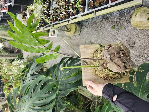 商品一覧 - Y's Exotics （山田食虫植物農園）
