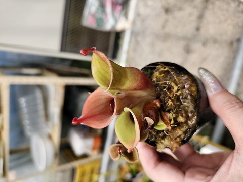 ヘリアンフォラ　Heliamphora 交配種 食虫植物】ヘリアンフォラ・ミノール＆交配種：Heliamphora
