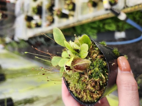 商品一覧 - Y's Exotics （山田食虫植物農園）