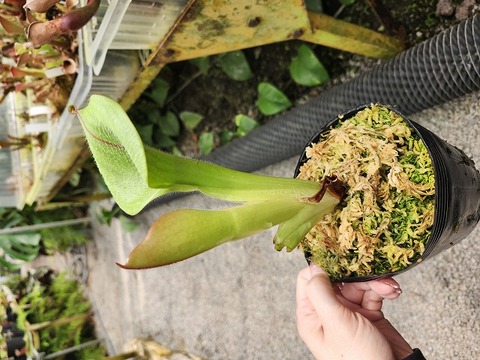 ハバネロ　FS ✖️ Portillae Y's Exotics （山田食虫植物農園）
