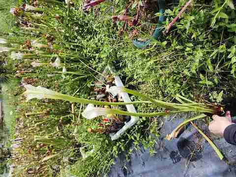 lespedeza商品です ハギ属（Lespedeza）
