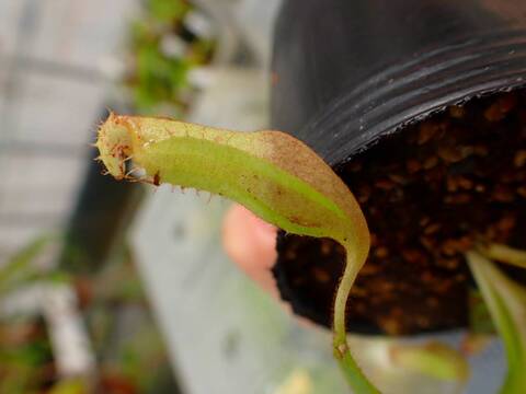 J257 5-1 [YA-170] N. clipeata Nep Gardner Y's Lab