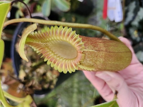 Y's Exotics （山田食虫植物農園）