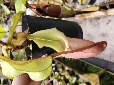 J574 1-2 N. veitchii Maliau Basin (Wild) 