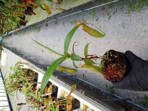 G847 5-3 N. (bicalcarata x gracilis) x gracilis