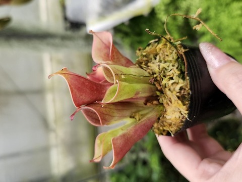Heliamphora（ヘリアンフォラ）の商品一覧 | Y's Exotics （山田