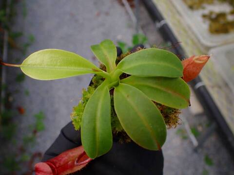 O147 5-1  N. ventricosa madja-as x rajah #NNN