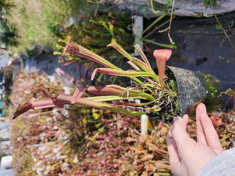 Sarracenia（サラセニア）の商品一覧 | Y's Exotics （山田食虫植物農園）