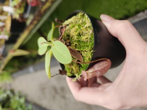 美品！ネペンテス アローモカシン ARROW MOCCASIN アローモカシン ネペンテス別注