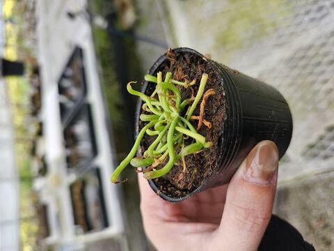 Lycee プリムラ R 11枚 商品一覧 | Y's Exotics （山田食虫植物農園）