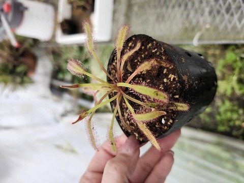 商品一覧 - Y's Exotics （山田食虫植物農園）