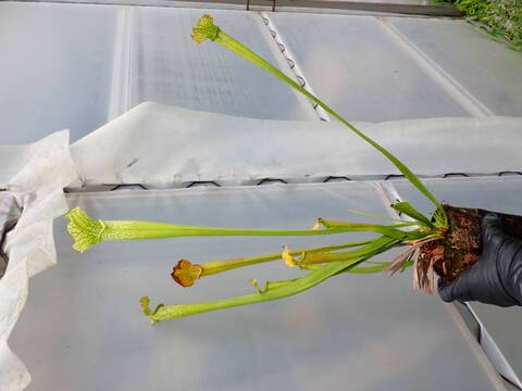 Y127 2H S. x areolata (leucophylla AF x alata AF) CK