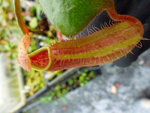 Nepenthes（ネペンテス/ウツボカズラ）の商品一覧 | Y's Exotics 