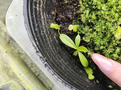 E143 1-4 N. hamata x villosa #NNN 