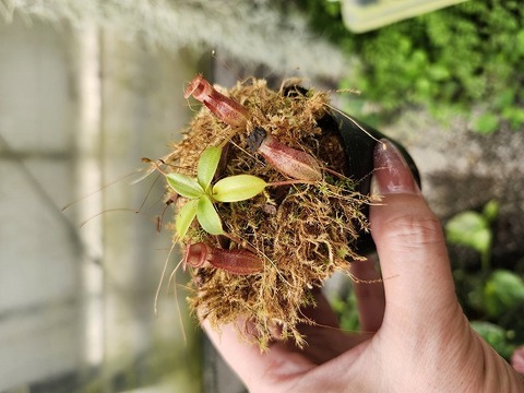 ペッパーペッパー　イロハモミジ Amazon | タ ミ ヤ ミニ四駆 プロトエンペラーZX プレミアム S