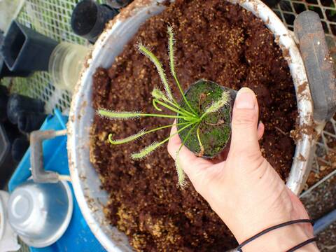 P751 4-1 Drosera ラベル落ち
