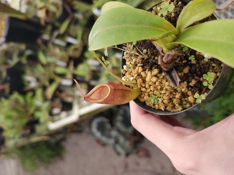 商品一覧 - Y's Exotics （山田食虫植物農園）