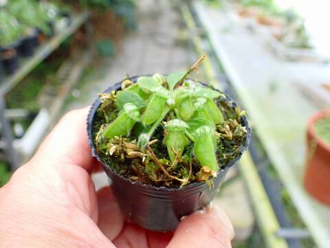 商品一覧 - Y's Exotics （山田食虫植物農園）