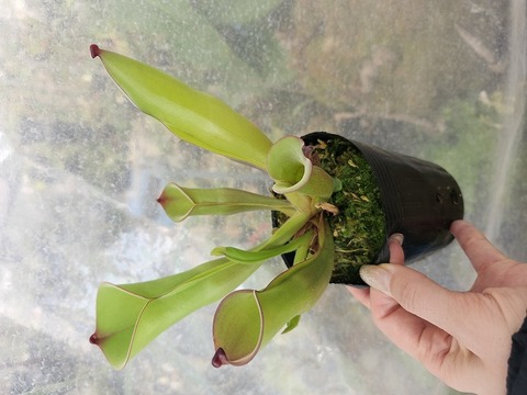 P511 1-1 H. foliculata [BCP ID# H1434, H1602] BCP