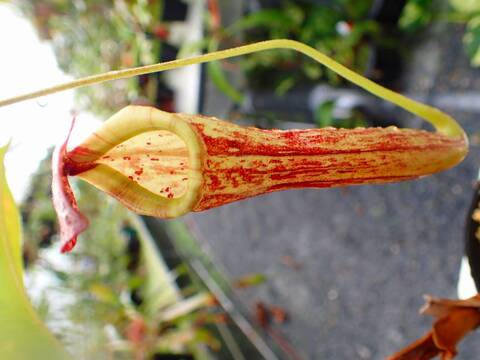 商品一覧 - Y's Exotics （山田食虫植物農園）