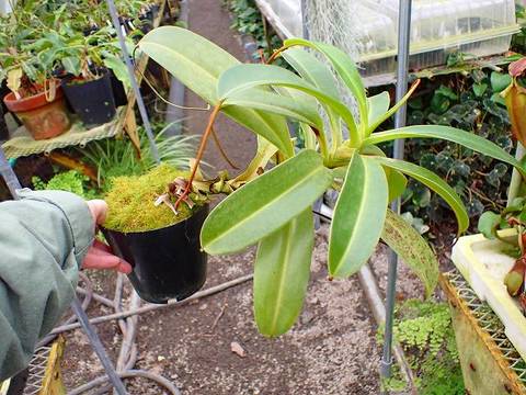 isla del pescado - Euphorbia capsaintemariensis